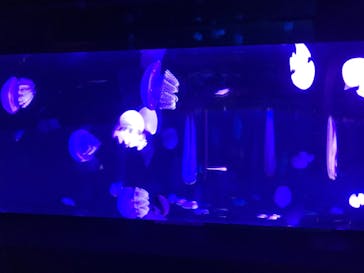 サンシャイン水族館に投稿された画像（2020/8/17）