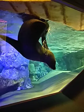 すみだ水族館に投稿された画像（2020/8/17）