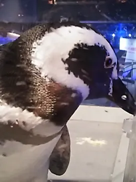 すみだ水族館に投稿された画像（2020/8/17）