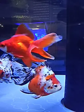 すみだ水族館に投稿された画像（2020/8/17）