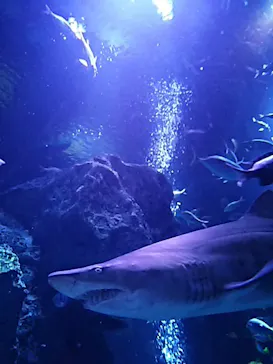 すみだ水族館に投稿された画像（2020/8/17）