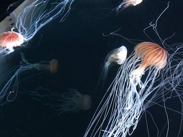 サンシャイン水族館に投稿された画像（2020/8/17）