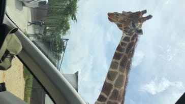 那須サファリパークに投稿された画像（2020/8/17）