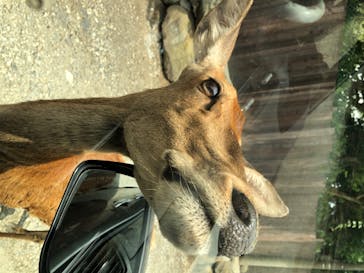 那須サファリパークに投稿された画像（2020/8/17）