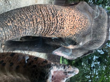 那須サファリパークに投稿された画像（2020/8/17）