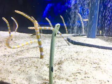 すみだ水族館に投稿された画像（2020/8/17）