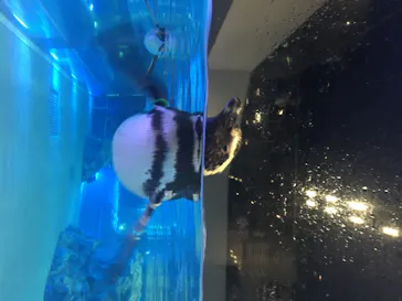 すみだ水族館に投稿された画像（2020/8/17）