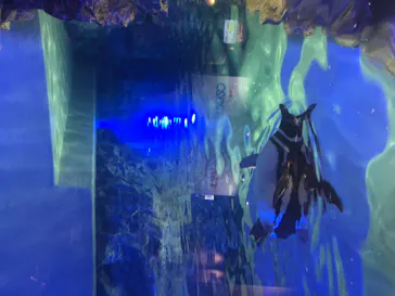 すみだ水族館に投稿された画像（2020/8/17）