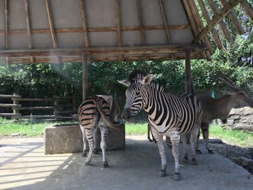群馬サファリパークに投稿された画像（2020/8/17）
