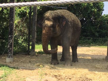 群馬サファリパークに投稿された画像（2020/8/17）