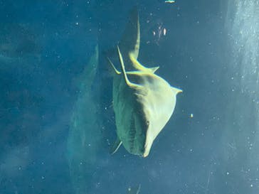 アクアワールド茨城県大洗水族館に投稿された画像（2020/8/17）