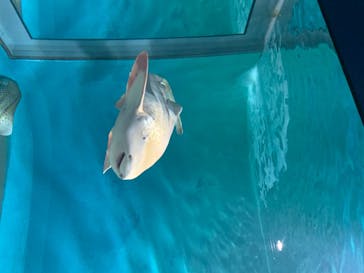 アクアワールド茨城県大洗水族館に投稿された画像（2020/8/17）