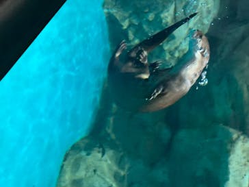 アクアワールド茨城県大洗水族館に投稿された画像（2020/8/17）