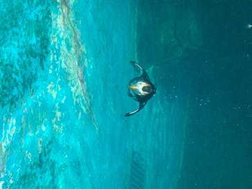 アクアワールド茨城県大洗水族館に投稿された画像（2020/8/17）