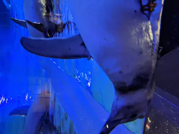 すみだ水族館に投稿された画像（2020/8/17）