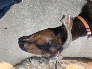 伊豆シャボテン動物公園に投稿された画像（2020/8/17）