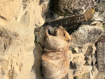 伊豆シャボテン動物公園に投稿された画像（2020/8/17）