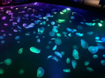 すみだ水族館に投稿された画像（2020/8/17）