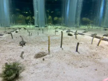 すみだ水族館に投稿された画像（2020/8/17）