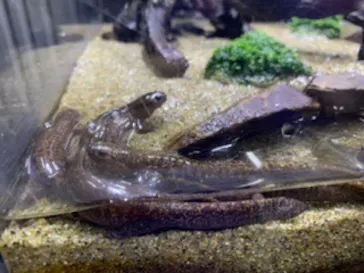 すみだ水族館に投稿された画像（2020/8/17）