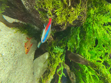 すみだ水族館に投稿された画像（2020/8/17）