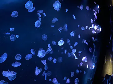 すみだ水族館に投稿された画像（2020/8/17）