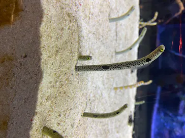 すみだ水族館に投稿された画像（2020/8/17）