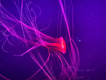 すみだ水族館に投稿された画像（2020/8/17）