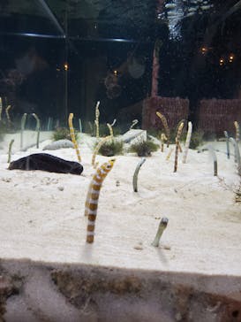 京都水族館に投稿された画像（2020/8/17）