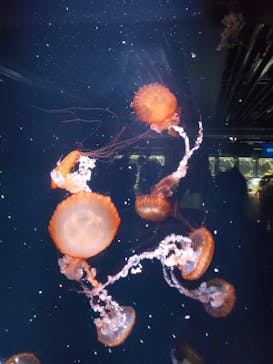 京都水族館に投稿された画像（2020/8/17）
