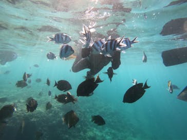 MalDive（モルダイブ）に投稿された画像（2020/8/17）