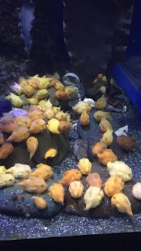 新江ノ島水族館に投稿された画像（2020/8/17）