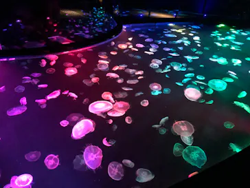 すみだ水族館に投稿された画像（2020/8/17）