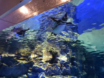 すみだ水族館に投稿された画像（2020/8/17）