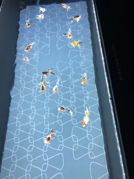 すみだ水族館に投稿された画像（2020/8/17）