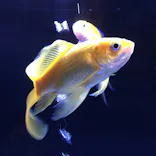 すみだ水族館に投稿された画像（2020/8/17）
