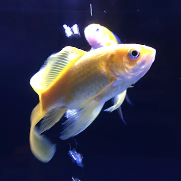 すみだ水族館に投稿された画像（2020/8/17）