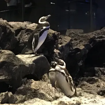 すみだ水族館に投稿された画像（2020/8/17）