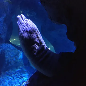 すみだ水族館に投稿された画像（2020/8/17）