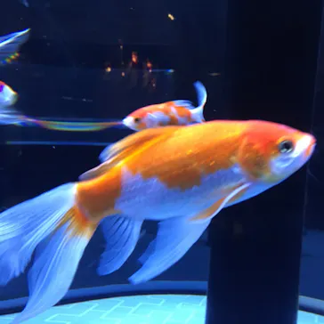 すみだ水族館に投稿された画像（2020/8/17）