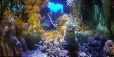 サンシャイン水族館に投稿された画像（2020/8/17）