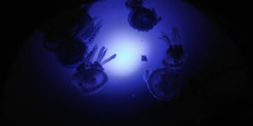 サンシャイン水族館に投稿された画像（2020/8/17）