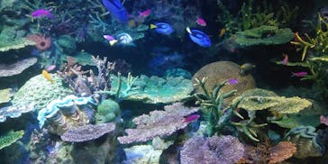 サンシャイン水族館に投稿された画像（2020/8/17）