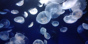 サンシャイン水族館に投稿された画像（2020/8/17）