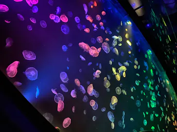 すみだ水族館に投稿された画像（2020/8/17）