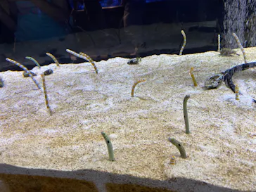 すみだ水族館に投稿された画像（2020/8/17）