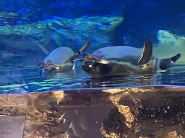 すみだ水族館に投稿された画像（2020/8/17）