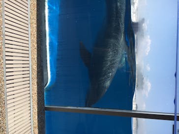 京都水族館に投稿された画像（2020/8/17）