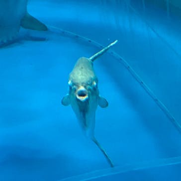 アクアワールド茨城県大洗水族館に投稿された画像（2020/8/17）