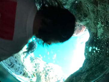 新江ノ島水族館に投稿された画像（2020/8/17）